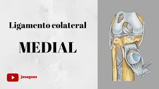 Ligamento colateral medial [upl. by Lleihsad]