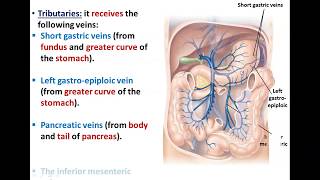 Anatomy of the Portal Circulation  Dr Ahmed Farid [upl. by Dasie]