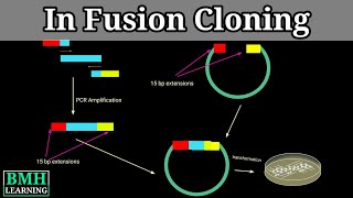 In Fusion Cloning [upl. by Ahse916]