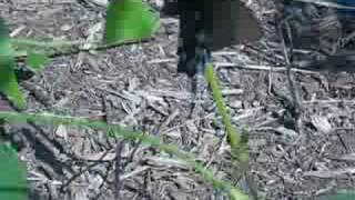 Pipevine Butterfly Laying Eggs [upl. by Cirde337]