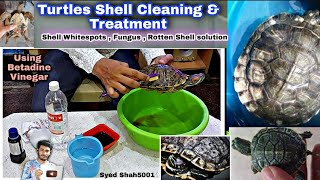 TURTLES shell Cleaning amp Treatment  Shell Rot  Whitespots or Fungus on shell Turtles Tortoise [upl. by Aratahc]