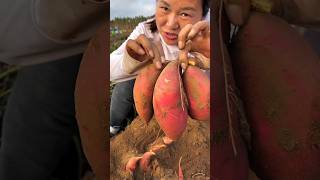 Digging Sweet Potato 🍠🍠 Amazing Sweet Potato Farming 🧺🧺 shorts satisfying youtubeshorts [upl. by Norag718]