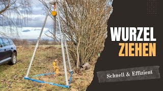 Wurzel ziehen Baumwurzel entfernen Stump Removal bautrisystem [upl. by Ylrebmek]