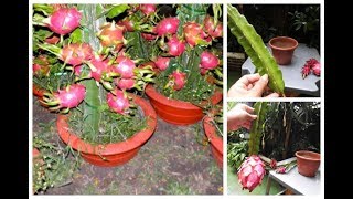 👉 COMO PLANTAR PITAYA NO VASO PARA PRODUZIR EM POUCO MESES 🌳👍😘 [upl. by Civ]