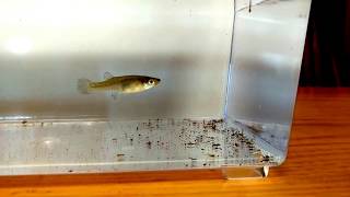 Gambusia Minnow Destroys Mosquito Larvae [upl. by Lorene]