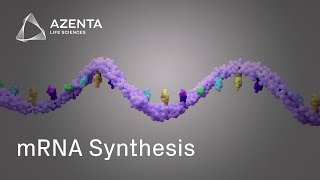 Custom mRNA Production via Gene Synthesis and In Vitro Transcription [upl. by Fox]