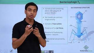 Class 11th – Virus  Bacteriophage T2  Biological Classification  Tutorials Point [upl. by Aket995]