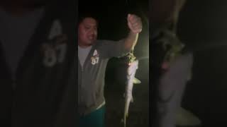 Caught The Same LadyFish Twice After It Unhooked Itself fyp views viralvideo like [upl. by Eyak]