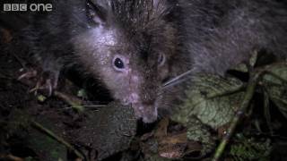 Giant Rat discovered  Lost Land of the Volcano  BBC One [upl. by Eillime]