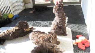 Playful Portuguese Water Dog Puppies [upl. by Skipp]