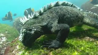 Swimming Marine Iguanas  Galapagos  BBC Earth [upl. by Aelegna]