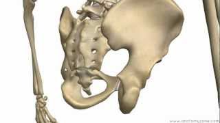 Introduction to Bone Biology [upl. by Cavan]