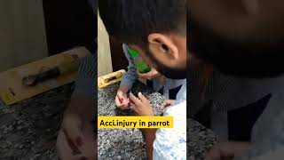 Accidental injury cute parrotdranil pls pray for him ram ram [upl. by Annat]