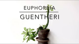 EUPHORBIA GUENTHERI Short Video Overview [upl. by Atiraj311]