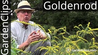 Goldenrod  Solidago rugosa Fireworks  How to grow Goldenrod  A weed thats gaining in popularity [upl. by Yblok]