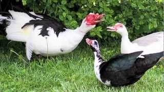 quotMuscovy Ducksquot Documentary [upl. by Tohcnarf]