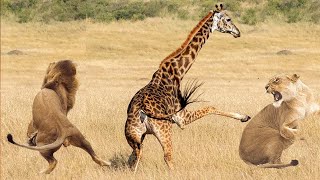 Giraffe Vs Lion  Can A Giraffe Kill A Lion [upl. by Htrahddis]