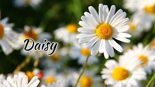 The Daisy A Delicate Symbol of Purity and Innocence [upl. by Eadas]