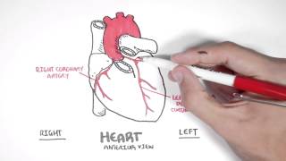 Cardiology  Coronary Blood Supply [upl. by Seabrooke423]