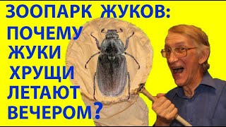 ЗООПАРК ЖУКІВ🐞 ЧОМУ ЖУКИ ЛЮБЛЯТЬ СВІТЛО ТА ЛІТАЮТЬ ВВЕЧЕРІ Scarabaeidae Lucanidae Tenebrionidae [upl. by Eimma]