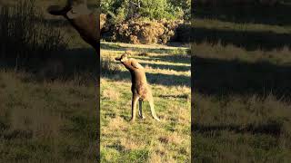 Australian wildlife kick boxermuscular strong kangaroo [upl. by Travis]