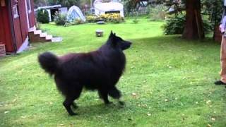 Timber Belgian Shepherd Dog Groenendael quotdancingquot [upl. by Okire]