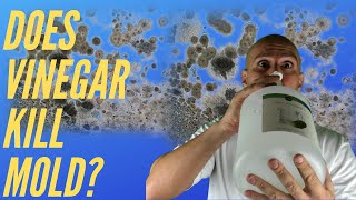 Does Vinegar Kill Mold Watch This Before You Use It [upl. by Ivo]