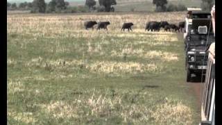 Ngorongoro The baby is crying [upl. by Tooley]