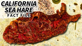 California Sea Hare Facts a type of SEA BUNNY  Animal Fact Files [upl. by Chrysa201]