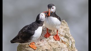 Black  Browed Albatross and Puffins RSPB Bempton Cliffs 11042022 [upl. by Eanrahc]