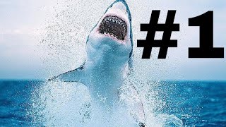 Les requins blancs documentaire 1 sur 2 [upl. by Lasiaf]