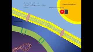 Mecanismo de accion de las hormonas esteroideas [upl. by Nekcarb]