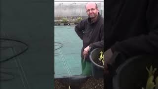 jardinage endives Comment faire un Semis arrosage et plantation [upl. by Reitman538]