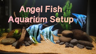 Beautifull AngelFish Tank Setup angelfish fish aquarium [upl. by Etteinotna]