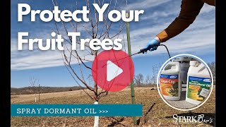 Do This Before Springtime  Dormant Oil Spraying [upl. by Domonic515]