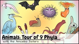 Animals Tour of 9 Phyla [upl. by Ilam]