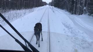 Crazy moose challenging a train [upl. by Mahsih]