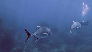 Liveaboard Similan Islands 2019  Richelieu Rock Day 3 [upl. by Nivej]