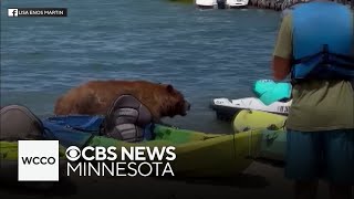 Bear takes in leisurely swim in Lake Tahoe [upl. by Aleirbag]