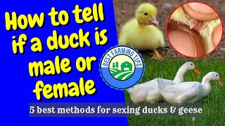 How to tell if a duck is male or female 5 best methods for sexing ducks amp geese [upl. by Ahseuqram]