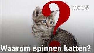 Waarom spinnen katten  Hoe zit dat [upl. by Lledniuq]