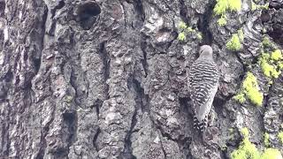 Williamsons Sapsucker Nesting in Lassen Volcanic National Park [upl. by Leahicm]