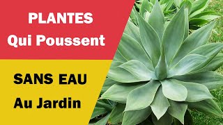 Plantes Qui Poussent SANS EAU dans le Jardin [upl. by Atinev]