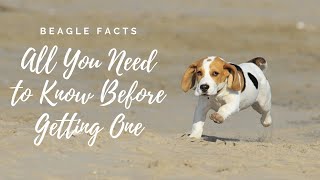 Facts About Beagle Dogs 101All You Need to Know [upl. by Harriette976]