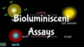 Bioluminiscent Assays  ATP Bioluminiscent Assays  Bioluminiscent Assays For Cell Viability [upl. by Tamera262]