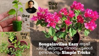 Bogainvillea Plant MalayalamBougainvillea Flowering TipsBogainvilla Plant Propagation Malayalam [upl. by Naek501]