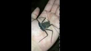 Wild Tailless Whip Scorpion [upl. by Htebzile]