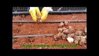 Planting amaryllis Challenger bulbs [upl. by Alac872]