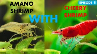 KEEPING AMANO SHRIMP WITH CHERRY SHRIMP [upl. by Dionisio404]