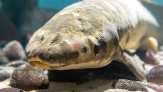 Meet Methuselah Celebrating a Longtime Academy Icon  California Academy of Sciences [upl. by Tsenre]